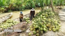 Phát triển ổn định 80 ngàn héc-ta dừa của tỉnh